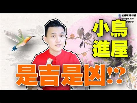 鳥飛進家裡代表什麼|小鳥闖入屋內寓意